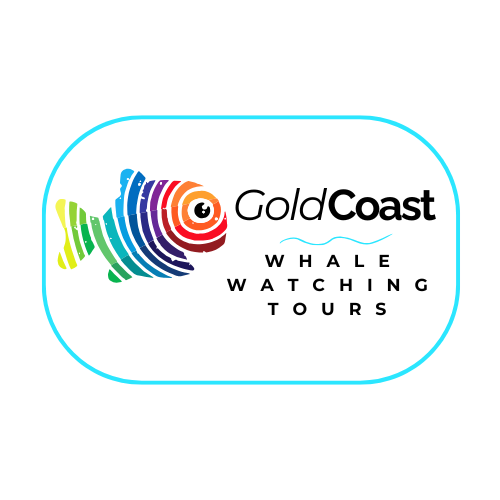 Gold Coast Whale Watching Tours: A Day with the Ocean’s Giants